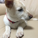 子犬  大人しい甘えん坊の男の子  