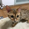 絶世の美女の里親を募集します