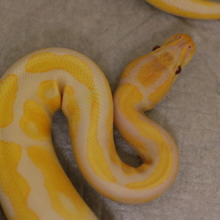 募集多数の為、募集停止します。