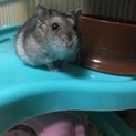 ハムスター生後４ヶ月