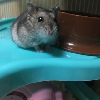 ハムスター生後４ヶ月