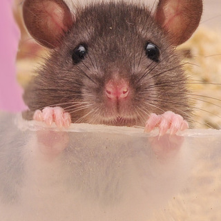 H28.1.27生まれ。ファンシーラットベビー♂