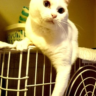 ブルーアイの白猫シルクの里親さん募集