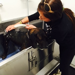 体験学習Ⅱ（セルフウォッシュデビュー編）