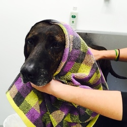 「体験学習Ⅱ（セルフウォッシュデビュー編）」サムネイル2