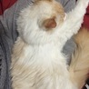 ヒザでゴロ寝