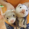 イタチ(*^^*)