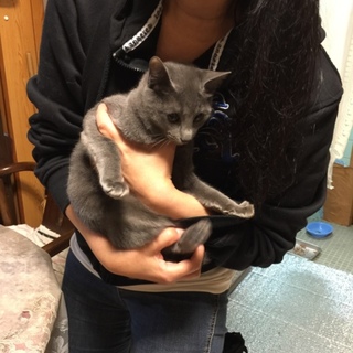 グレーの綺麗な子少し人見知り。仲の良い子と一緒に！