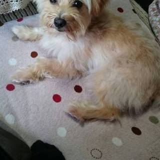 ※(一時募集停止)捨て犬だったので保護しましたが…