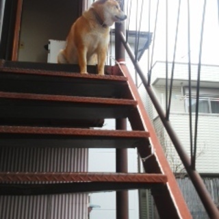 緊急です、２歳の　柴犬　ジョン君　