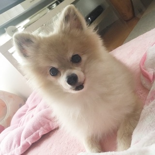 ニコニコ笑顔のポメラニアン♀