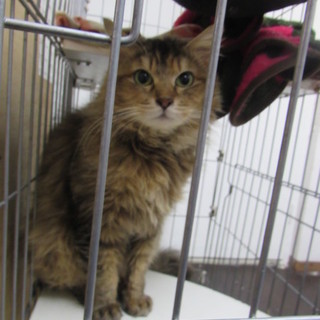 人慣れはまだですが猫達に愛情深い毛長ちゃんです。