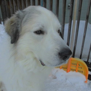 とてもやさしく温和な性格の子です。