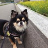 散歩、微妙です