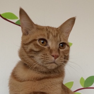 優しい仔です　クレムちゃん