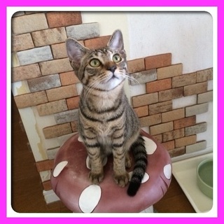 甘えん坊のタルトちゃん