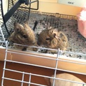 デグー2匹