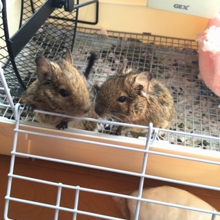 デグー2匹