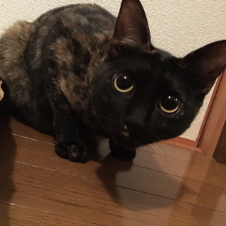 ありがとうございました！優しい里親様が決まりました