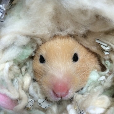 新種発見⁈ ライオンキンクマ（笑）