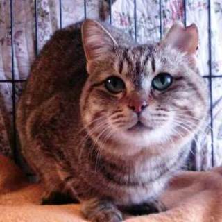 ちゃーくん　キジトラの女の子です　おとなしい子です