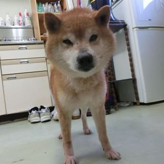 福島県　県北保健所　譲渡対象　マルくん