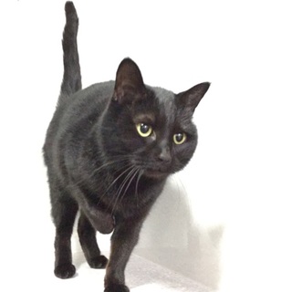 クロネコのくろです！