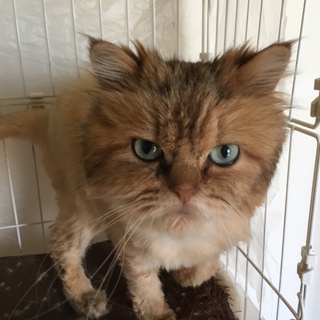 おとなしいチンチラです。