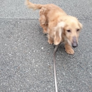 外で飼われｶﾞﾘｶﾞﾘでも放置されていた子