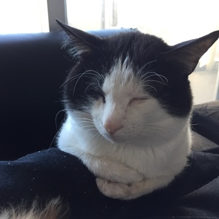 老猫ですがくっつき虫で可愛い猫です。