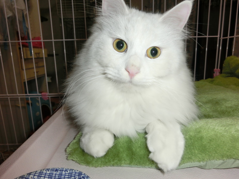 10ヶ月 白長毛ペルシャ 東京都 猫の里親募集 ペットのおうち 月間利用者150万人