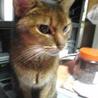 保護猫early(アーリー)(保護活動者)