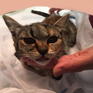 募集一時停止します