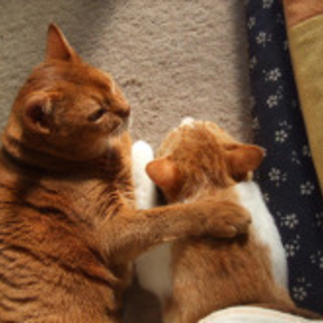 保護猫early(アーリー)のカバー写真