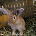保護うさぎ：とこ君♂　元気な成長盛りです