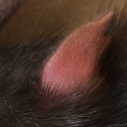 「問題です。私はだあれ？」サムネイル2