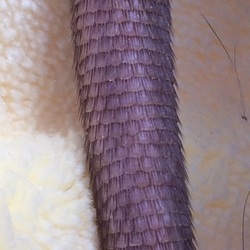 「問題です。私はだあれ？」サムネイル3