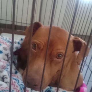 おそらくピットブル、もしくはその雑種です