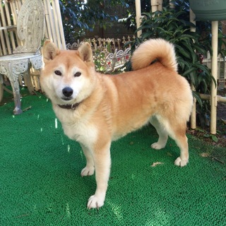 里親を探しています！