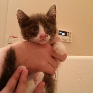 ビビリだけど食欲旺盛な女の子！