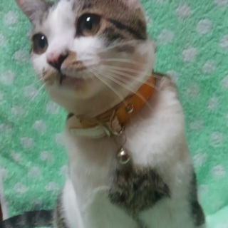 可愛いくう太君