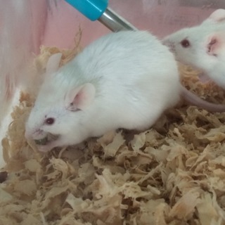アルビノマウス 里親募集