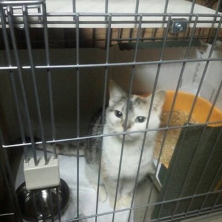 スコティッシュホールドの実結ちゃん