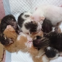 ３月１日生まれの可愛い仔猫ちゃんの里親募集中