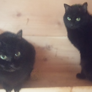 おとなしい黒猫2匹