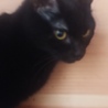 おとなしい黒猫2匹 サムネイル3