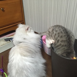 やっと