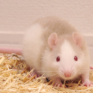 ファンシーラットベビー♀