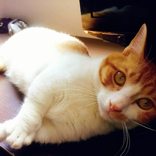 優しい里親様募集！寂しがり屋の甘えん坊です。