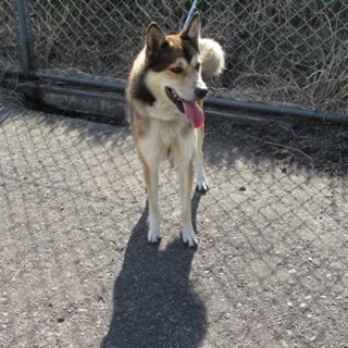 甘えん坊のハスキーミックス